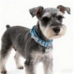 Cat Collar Supplier - PU Material Bling Crystal Buckle