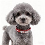 Cat Collar Supplier - PU Material Bling Crystal Buckle