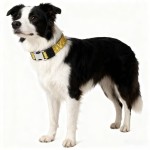 Dog Collar Supplier - Reflective Nylon Adjustable Outdoor