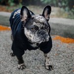 Winter Dog Clothing Supplier - Sport Style Sweater Down