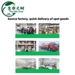 Baking Gelatin Supplier - Heat Resoluble Cake Decoration