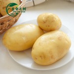 Potato Starch Factory - Organic Powder Bulk Bag Packaging