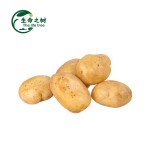 Potato Starch Supplier - Phosphate Ester Modified Powder