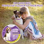Pet Calming Collar Supplier - Reducing Anxiety Long Lasting Protection