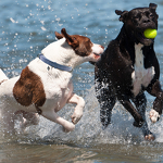 Pet Collar Manufacturer - Nature Safe Waterproof Adjustable Flea Tick