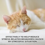 Cat Calming Collar Factory - Natural Pheromone Waterproof Reduce Anxiety