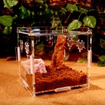 Acrylic Reptile Terrarium Manufacturer - Small Plastic Tank for Spider Lizard Snake
