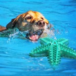 Dog Toothbrush Chew Toy Manufacturer - New Style Cleaning Dot Massage Toothpaste