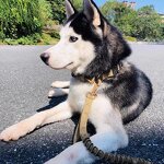 Pearl Dog Collar Necklace Manufacturer - Value Pack Custom Wholesale Training