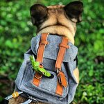 Fashion Dog Backpack Manufacturer - Accessories Vintage English Schena Refa