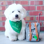 Fashion Dog Backpack Manufacturer - Accessories Vintage English Schena Refa
