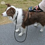 Dog Training Collar with Remote Manufacturer - Waterproof IP67 Auto Tension Sensing