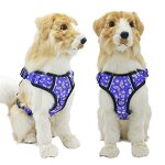 Printed Dog Harness Set Manufacturer - No Pull Personalized Pet Accessories