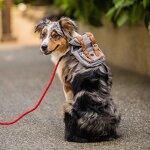 Fashion Dog Backpack Manufacturer - Accessories Vintage English Schena Refa