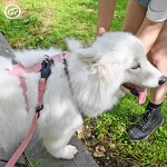 Step-In Dog Harness Manufacturer - Neoprene Voyager Adjustable No-Pull Customized