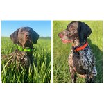 PVC Waterproof Dog Lead Manufacturer - Anti Dirty Easy to Clean All Sizes