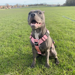 Step-In Dog Harness Manufacturer - Neoprene Voyager Adjustable No-Pull Customized