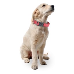 Braided Leather Dog Collar Manufacturer - Wholesale Custom Dog Training Collar