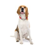 Martingale Dog Collar Manufacturer - Stainless Steel Chain Reflective Nylon Fabric