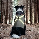 LED Pet Harness Manufacturer - 2024 New Design for Large Dog Light up