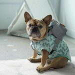 Fashion Dog Backpack Manufacturer - Accessories Vintage English Schena Refa