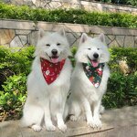 Christmas Pet Scarf Manufacturer - OKKPETS Hot Sale Triangle Plaid Dog Bandanas