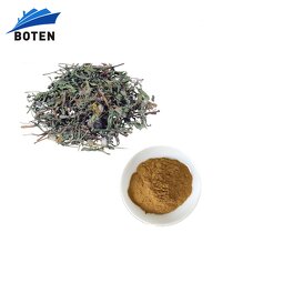 Dandelion Extract Powder Factory - Wholesale Bulk Taraxacum Mongolicum 10:1