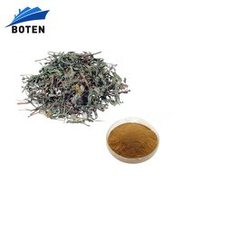 Dandelion Root Extract Manufacturer - Factory Bulk-Supply 5% 10% Flavones
