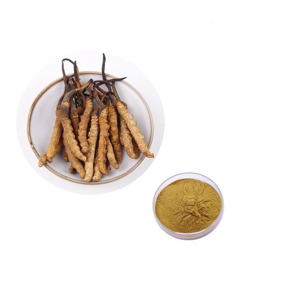 Cordyceps Militaris Extract Supplier - Bulk Price 50% Polysaccharide 0.3% Cordycepin