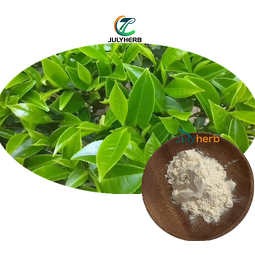 Kombucha Tea Extract Powder Manufacturer - Food Grade Premium Herbal Extract 1kg Drum