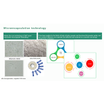 Coconut Milk Pine Nut Powder Manufacturer - Natural Plant-Based Flavoring Agent