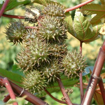 Ji'an Hairui Natural Plant Co., Ltd.