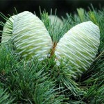 Cedar Essential Oil Manufacturer - 100% Natural Premium Wood for Soothe Mind Skin Aromatherapy