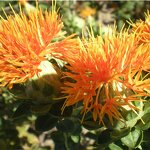 Safflower Oil Manufacturer - 100% Pure Traditional Chinese Herbal for Blood Circulation