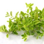 Thyme Essential Oil Manufacturer - Bulk Seller Steam Distillation Natural Oil