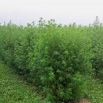 Wormwood Essential Oil Manufacturer - Pure Natural Bulk Price Essential Oil