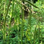 Moringa Seed Oil Manufacturer - 100% Pure Organic Bulk for Hair Oil