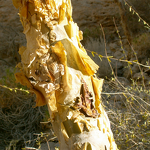 Myrrh Essential Oil Manufacturer - 100% Pure Natural Bulk Price 1 Liter