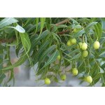 Neem Oil Manufacturer - China Manufacturer 100% Bulk Lowest Price Customized Packaging