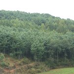 Cedarwood Oil Manufacturer - Factory Offers High Quality for Aromatherapy Making Spice