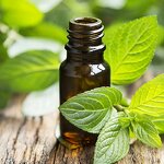 Peppermint Oil Manufacturer - Plant Extract for Body Care Oral Care Free Sample