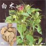 Atractylodes Extract Supplier - 10:1 Water Soluble Powder Factory Direct