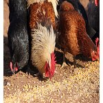 Feed Additive Manufacturer - China Manufacture Promote Animal Absorption Growth