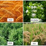 Rice Harvesting Machine Supplier - Most Popular Commercial Wheat Cutter