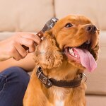 Pet Dematting Comb Factory - 10 Blade Wood Handle for Dog Cat