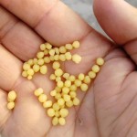 蔬菜强效增效剂DAP肥料