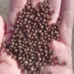 优质水田用DAP肥料