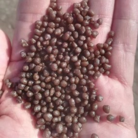 Top Quality DAP Fertilizer for Paddy Fields