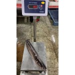 High-Quality BQF Whole Round Cleaned Frozen Catfish Wholesaler Custom Package