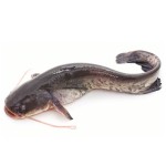 HOT SALE High -Quality Whole Round Cleaned Fresh Frozen Catfish  ODM OEM